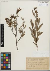 Foto von Salix purpurea L.